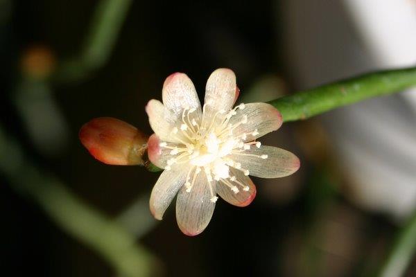 http://www.cloudjungle.com/cloudjungle/Cactaceae/Rhipsalis/Rhipsalis sp aff baccifera flower 1.jpg